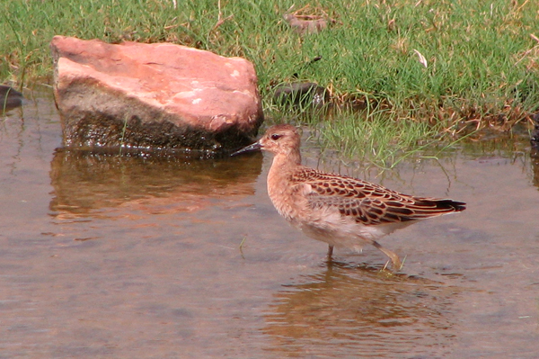 Photo of Ruff