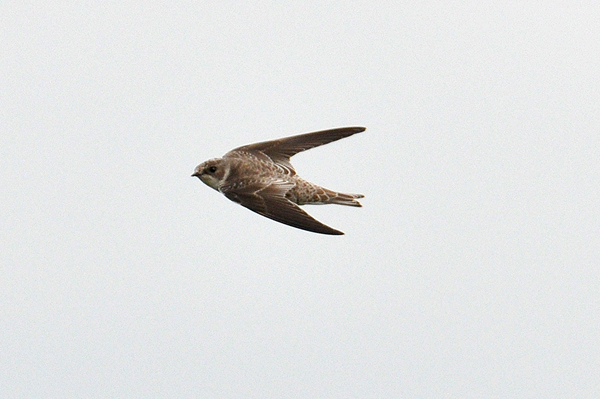 Sand Martin