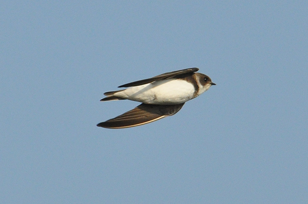 Sand Martin