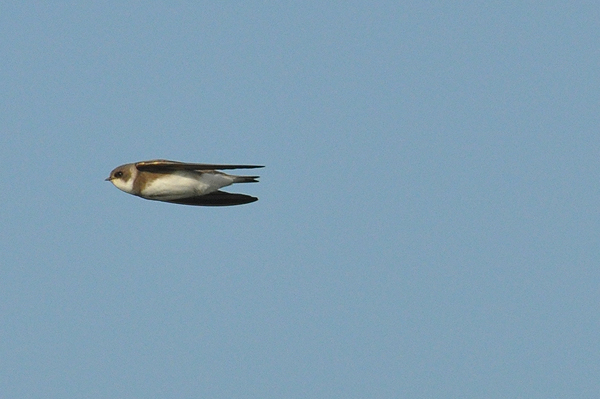 Sand Martin