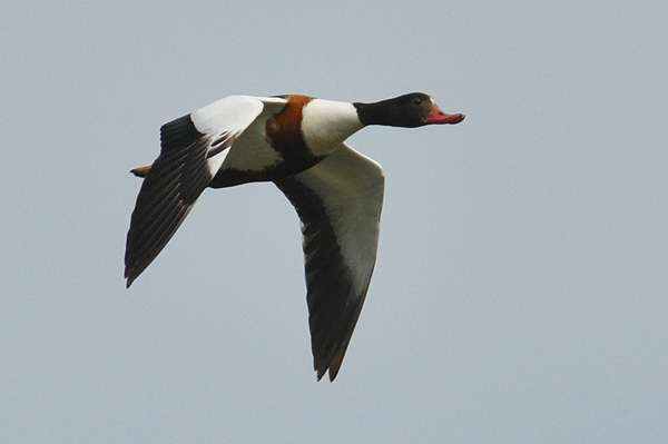 Shelduck