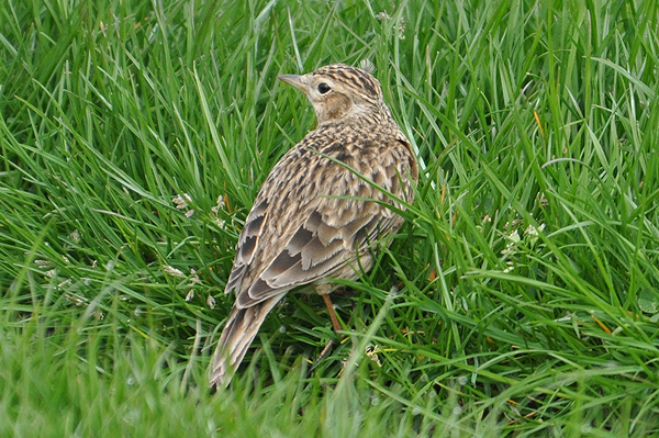 Skylark