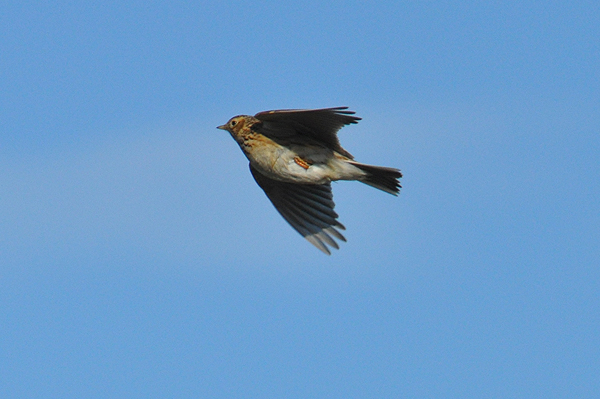 Skylark