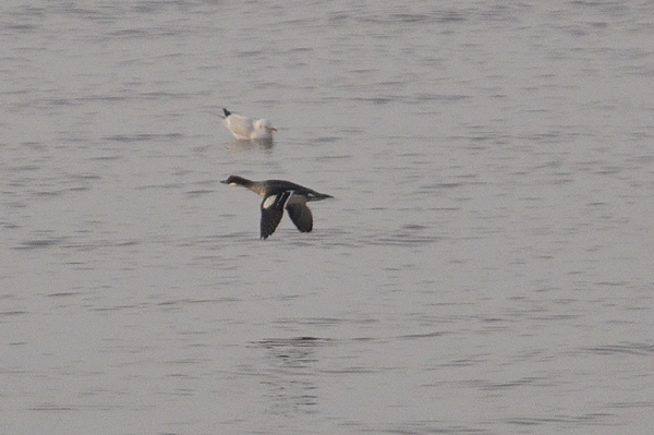 Smew