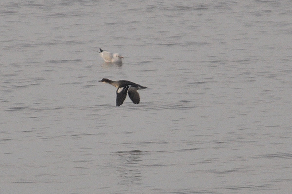 Smew