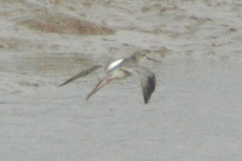 Spotted Redshank