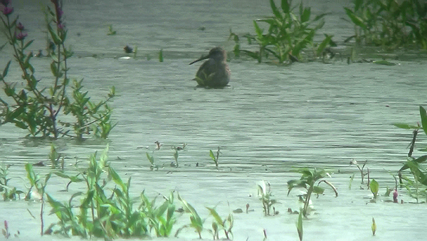 Photo of Stilt Sandpiper