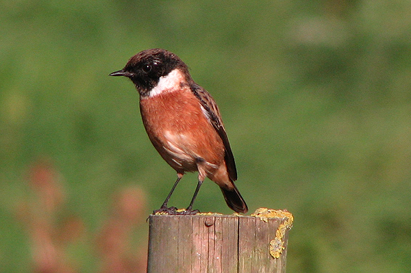 Stonechat