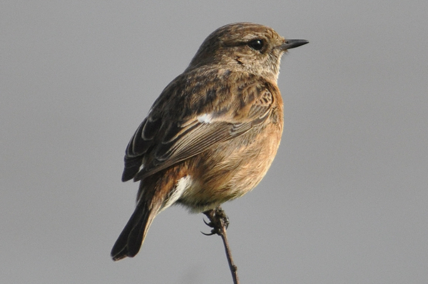 Stonechat