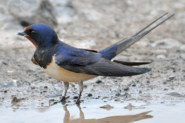 Barn Swallow