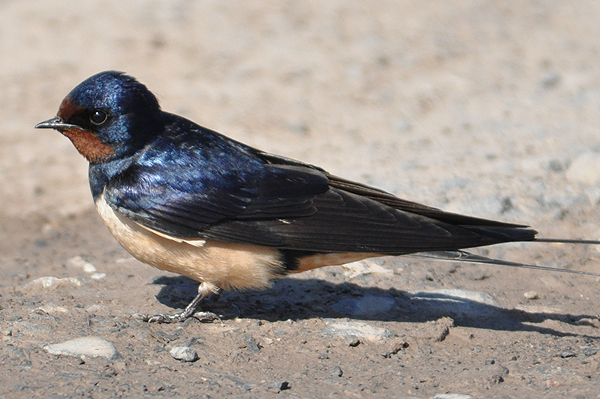 Barn Swallow