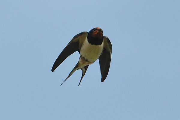 Barn Swallow hirundo rustica