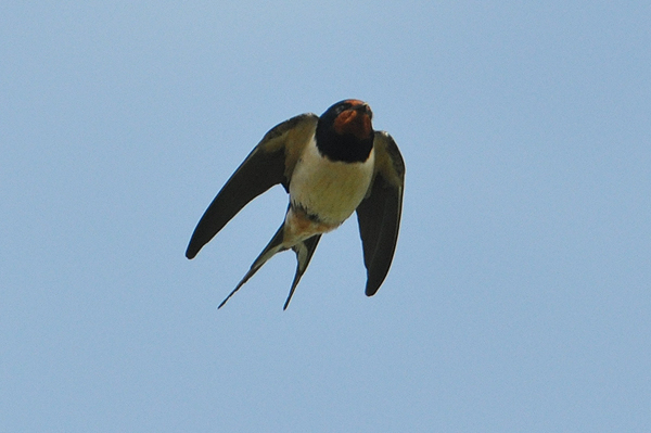 Barn Swallow