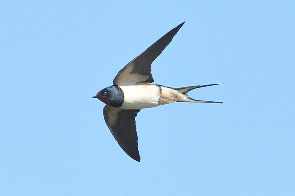 Barn Swallow