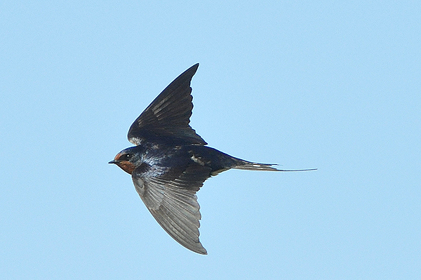 Barn Swallow