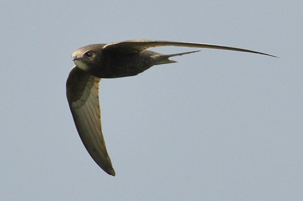 Common Swift