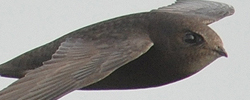 Common Swift
