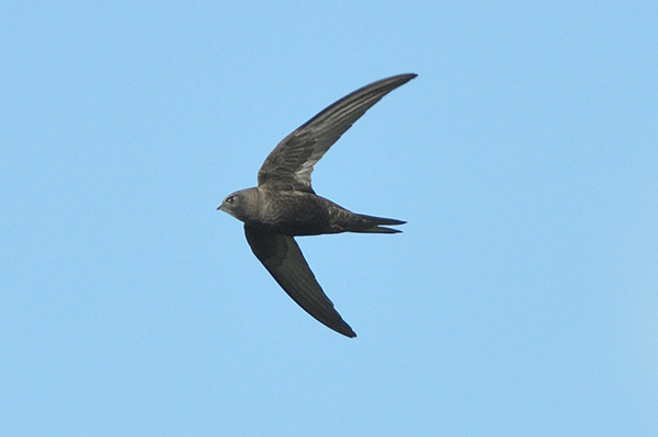 Common Swift