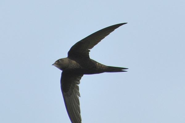 Common Swift