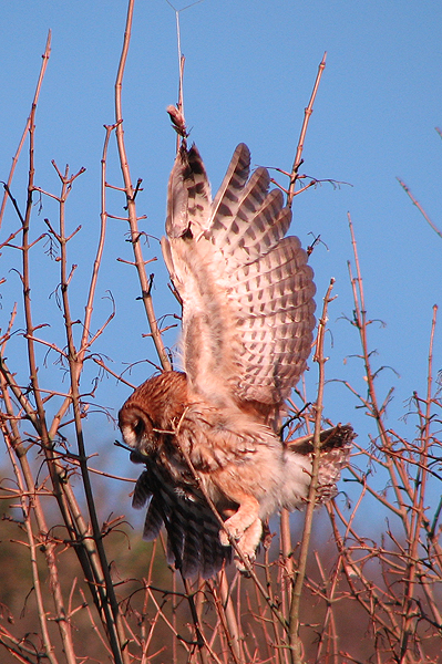 Tawny Owl 