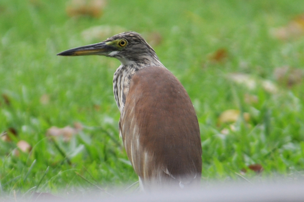 Chinese Pond Heron 