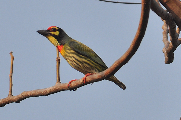 Coppersmith Barbet 