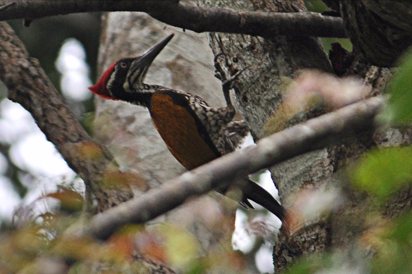 Greater Flameback 