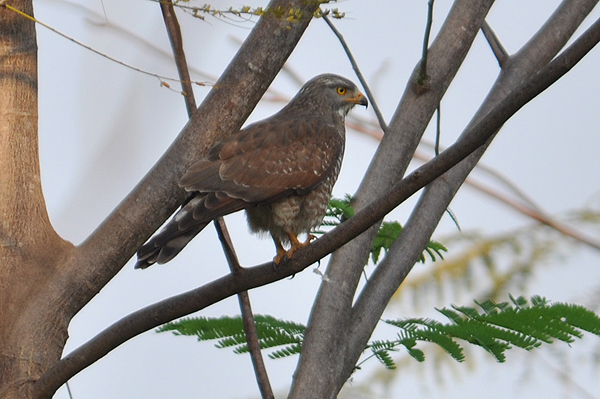 Grey-faced Buzzard