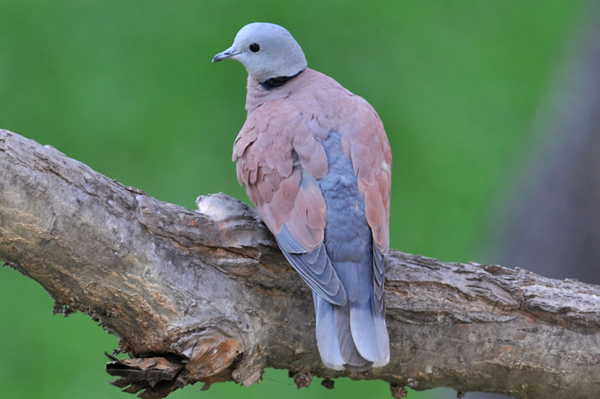 Red-collared Dove