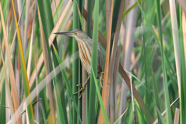 Schrenk's Bittern 