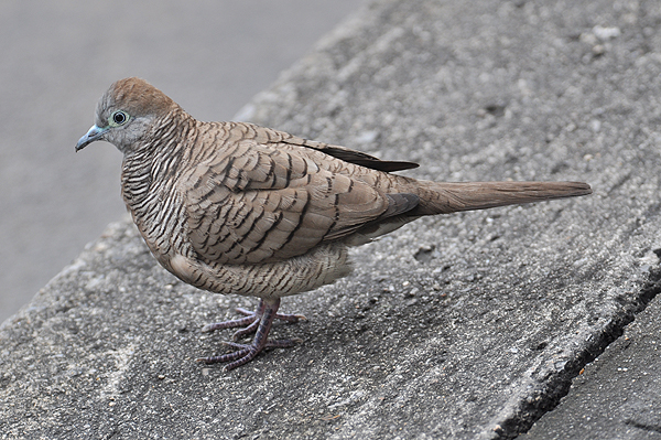 Zebra Dove 