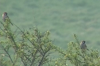 Tree Sparrows