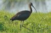 glossyibis6-12-11-07