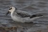 greyphal6-13-11-07