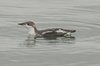 longbilledmurrelet3