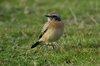 desertwheatear2-25-11-07