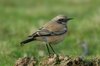 desertwheatear4-25-11-07