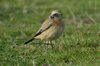 desertwheatear-25-11-07