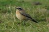 desertwheatear3-25-11-07