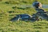 longBilledDowitcher3-13-12-07