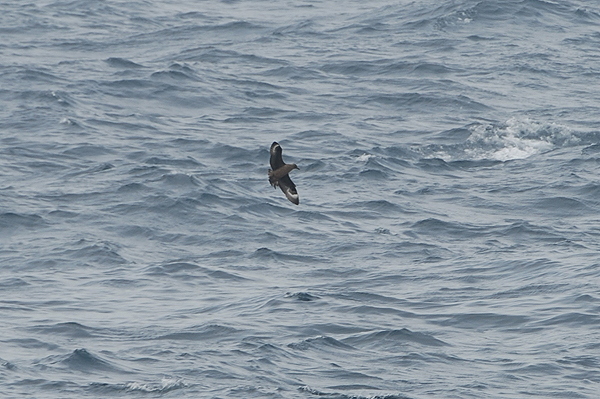 Bonxie