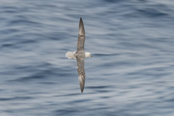 Fulmar