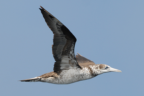 Gannet