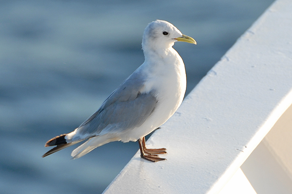 Kittiwake