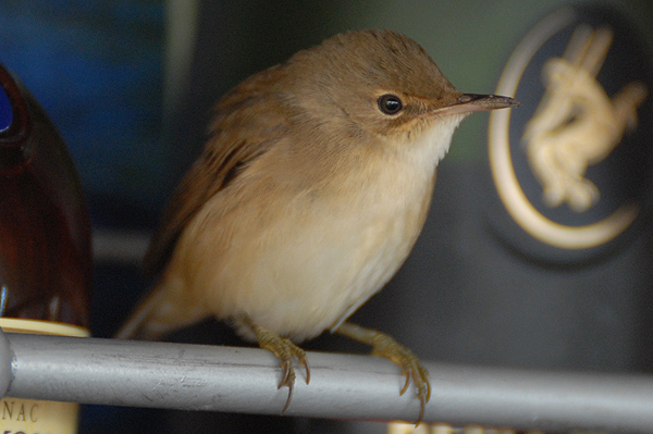 Reed Warbler