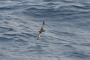 Sooty Shearwater