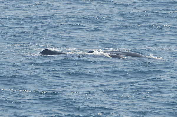 Sperm Whale