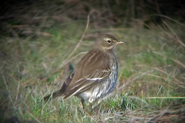 Water Pipit