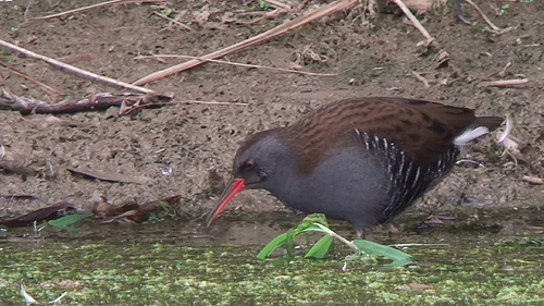 Water Rail