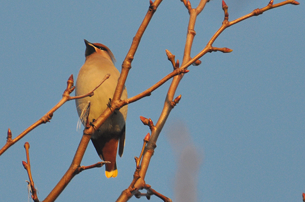 Waxwing